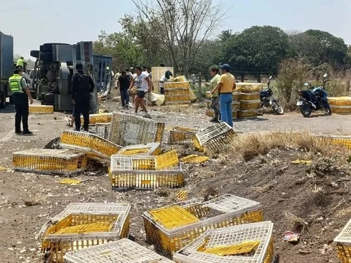 Vuelca tráiler cargado de pollos en la carretera Veracruz – Xalapa