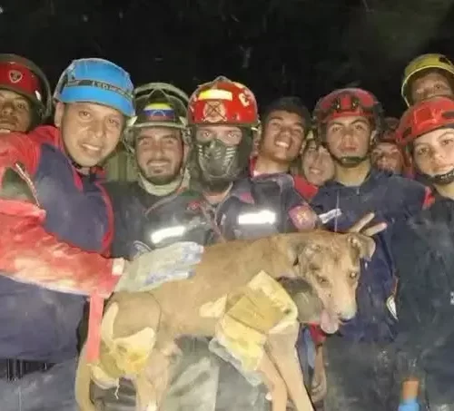 Rescatan con vida a un perro entre los escombros tras el terremoto en Venezuela