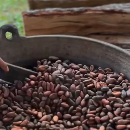 Veracruz entre los exportadores de cacao a Europa: Sheinbaum