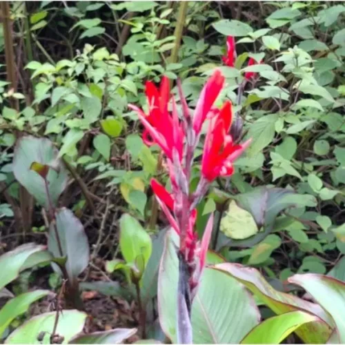 Jardín botánico, semillero en educación ambiental de niños y adolescentes de Veracruz