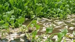 Denuncian presunto ecocidio en ríos de Cosamaloapan; pescadores señalan contaminación industrial