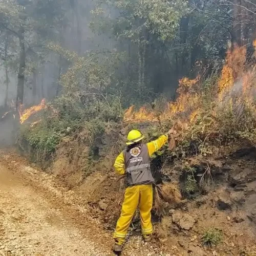 Crean app en el IPN para prevenir incendios forestales a través de Inteligencia Artificial