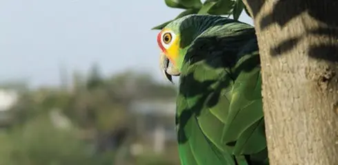 RadioMás y la Biblioteca de Sonido de las Aves divulgan la riqueza acústica de Veracruz