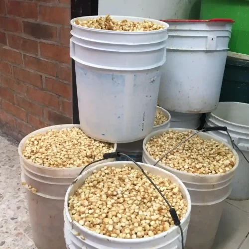 Abasto de maíz blanco para las familias mexicanas está garantizado: Agricultura