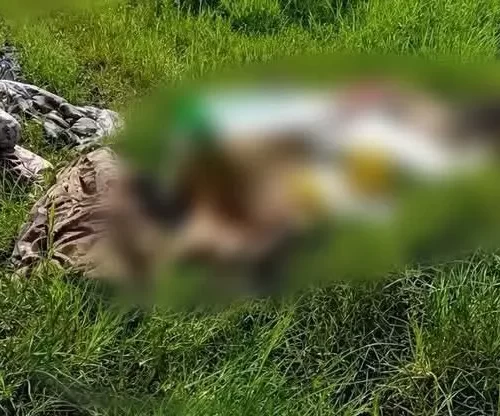 Hallan a ocho personas sin vida en zona rural de Chiapas; Fiscalía investiga el caso