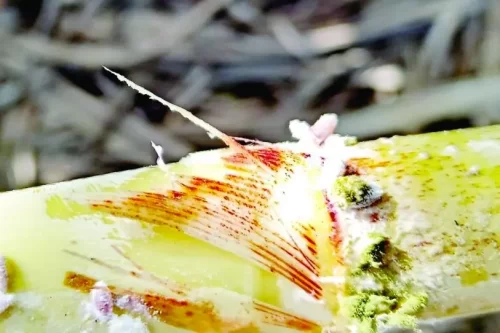Fusarium golpea cañaverales de Veracruz; productores reportan pérdidas de hasta 40%