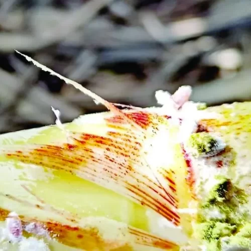 Fusarium golpea cañaverales de Veracruz; productores reportan pérdidas de hasta 40%
