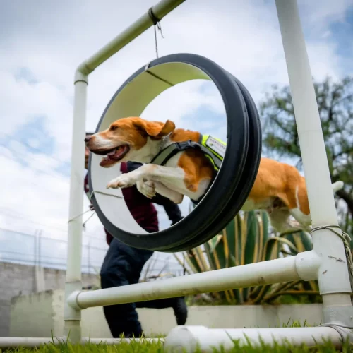 Olfato de acero: el superpoder canino que protege el campo mexicano