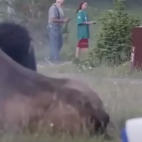 Turista es embestido por un bisonte tras acercarse demasiado en Yellowstone