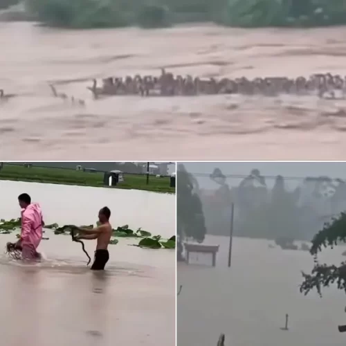 Inundaciones en China provocan fuga de cientos de serpientes venenosas; reportan una muerte por mordedura