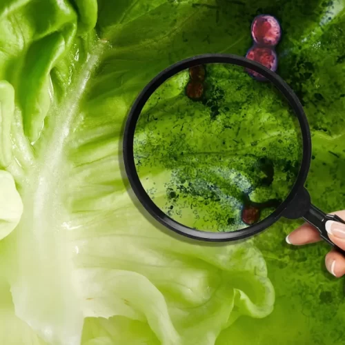 Secretarías de Salud y Agricultura colaboran en la investigación  del brote de cyclospora cayetanensis en EUA
